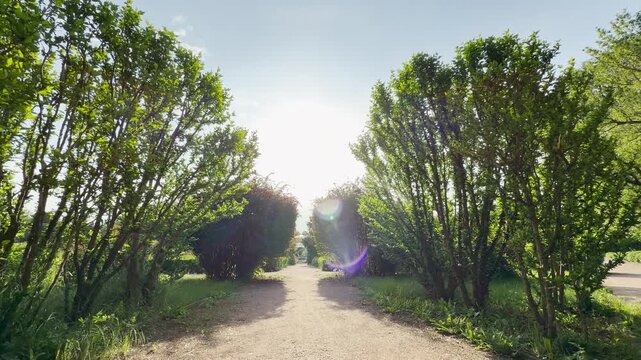 A wide dirt walkway stretches into the distance. It runs directly between rows of tall green trees and manicured bushes. Bright sunlight shines down from above the quiet garden path.