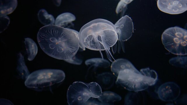 4K Video of moon jellyfish swimming gracefully against a black background.
