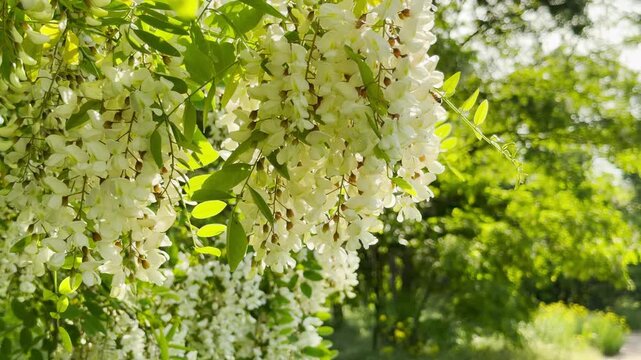 Abundant white acacia clusters hang from leafy tree branches. The beautiful flowers spill downward over a sunlit park pathway. Fresh green foliage creates a cheerful spring atmosphere.