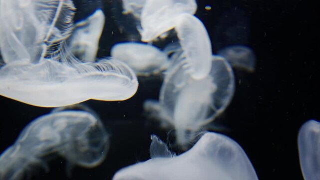 4K Video of moon jellyfish swimming gracefully against a black background.