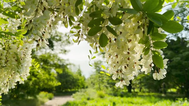 Fragrant white acacia clusters hang down from lush branches. The beautiful flowers frame a peaceful pathway in a sunny park. Fresh green trees create a calm spring landscape.