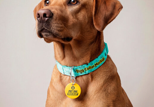 Pet Collar with Round ID Tag Mockup
