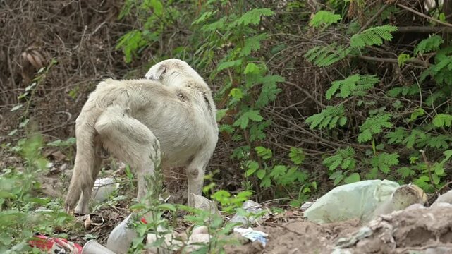 Perro callejero abandonado en basural, evidenciando vulnerabilidad animal y condiciones precarias en entorno degradado