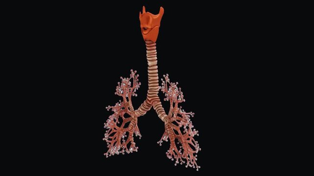 3D render of human respiratory tract and bronchial tree anatomy bronchi lungs trachea medical science bronchi lungs trachea medical science