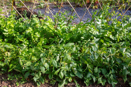 Gros plan sur des plants de l&eacute;gumes en cultures associ&eacute;es dans un potager : haricot mangetout et panais