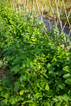 Gros plan sur des plants de l&eacute;gumes en cultures associ&eacute;es dans un potager : haricot mangetout et panais