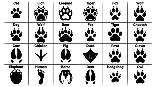 Animal Paw Prints and Footprints Illustration with Various Species Including Cat, Lion, Leopard, Tiger, Fox, Wolf, Dog, Bear, Cow