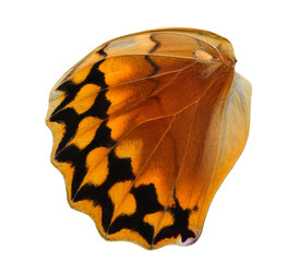 Fototapeta premium beautiful orange lower back siamese junglequeen butterfly wing in close up with scales details, nature artistic