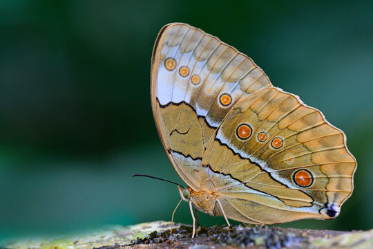 rare wild butterfly sipping syrup from rotten fruitin deep forest on foothill of phu hin rong kla national park, Thailand