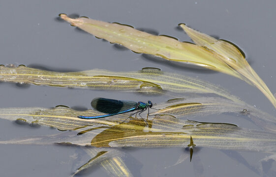 libelle