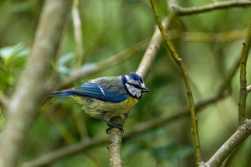 blue tit on a branch © Awais