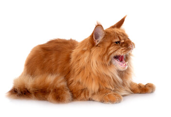 anger maine coon cat © cynoclub