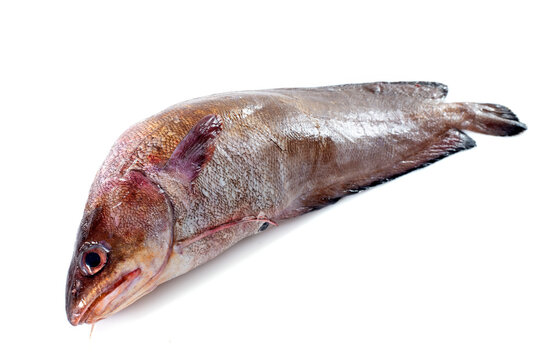 Forkbeard fish in studio