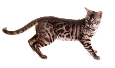 bengal cat in studio © cynoclub