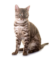 Fototapeta premium bengal cat in studio