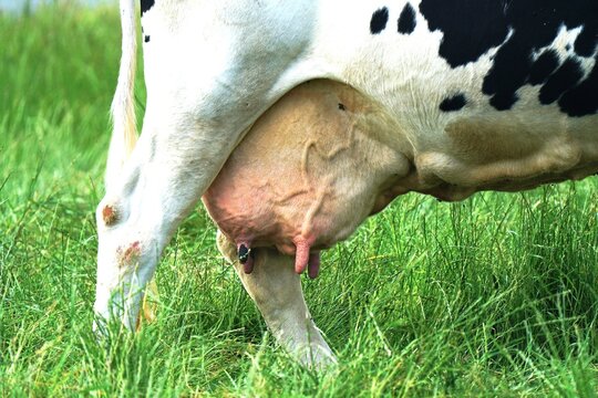  Udder of a dairy cow in a meadow