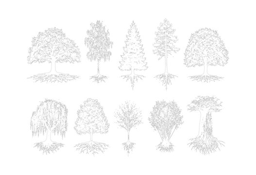 CAD tree section line drawing set, side view mixed trees with roots and grass for architecture landscape design vector illustration