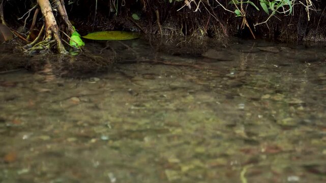 Clear river water flowing over fibrous tree roots on a riverbank in Southeast Asia during afternoon, highlighting freshwater ecosystems and nature conservation.