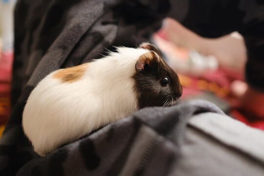 Cute domestic guinea pig sitting on a cozy blanket indoors. Close-up portrait of a fluffy cavy pet looking away. Concept of animal care and domestic lifestyle.