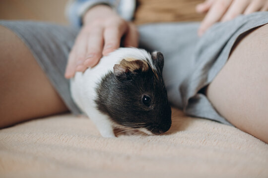 Cute domestic guinea pig sitting on a cozy blanket indoors. Close-up portrait of a fluffy cavy pet looking away. Concept of animal care and domestic lifestyle.