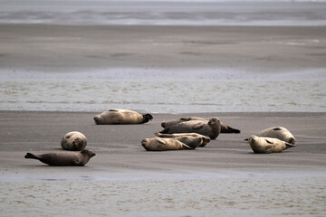 Phoque gris, © JAG IMAGES