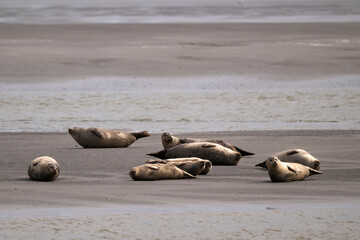 Phoque gris, © JAG IMAGES
