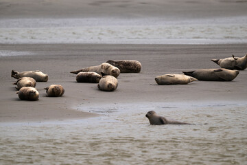 Phoque gris, © JAG IMAGES