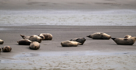 Phoque gris, © JAG IMAGES