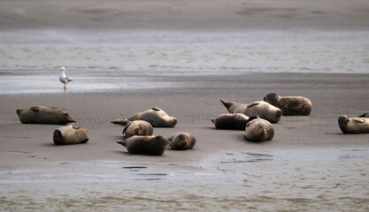Phoque gris, © JAG IMAGES