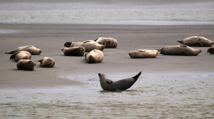 Phoque gris, © JAG IMAGES