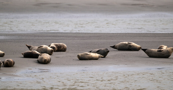 Phoque gris,