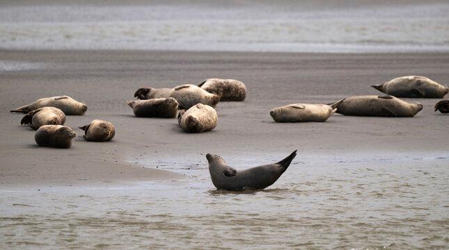 Phoque gris,