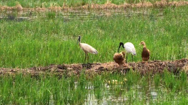 Black headed ibis birds and ducks searching for food on the edge of a paddy field
