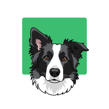 A colorful digital illustration of a friendly black and white dog head portrait