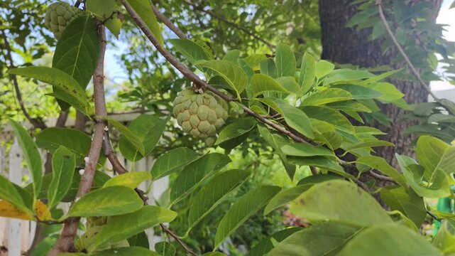 Fresh custard apple ripens on organic plantation. Green foliage surrounds exotic custard apple hanging on strong wooden branch, showcasing natural tropical agriculture concepts.
