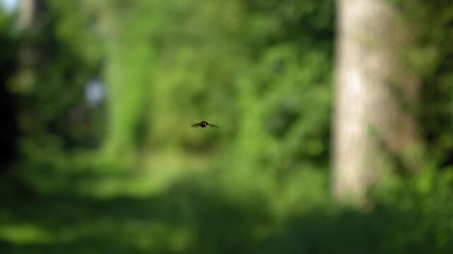 Hoverfly Hovering and Rubbing Legs Mid-Air - 4K Slow Motion Nature Footage