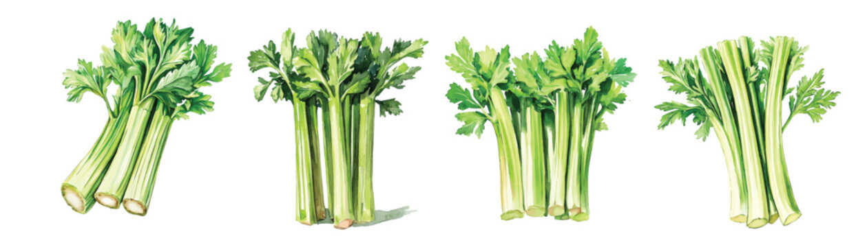 A collection of minimal yet artistic elements for creative designs. hand-drawn paint, A beautiful painting of celery, EPS format, isolated on a white background 