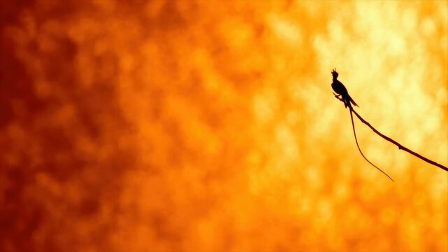 Silhouette of a bird perched on a branch against a fiery orange, textured sky