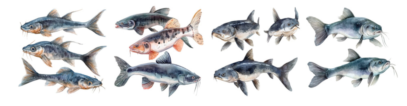 A collection of minimal yet artistic elements for creative designs. hand-drawn paint, A beautiful painting of catfish set, EPS format, isolated on a white background 