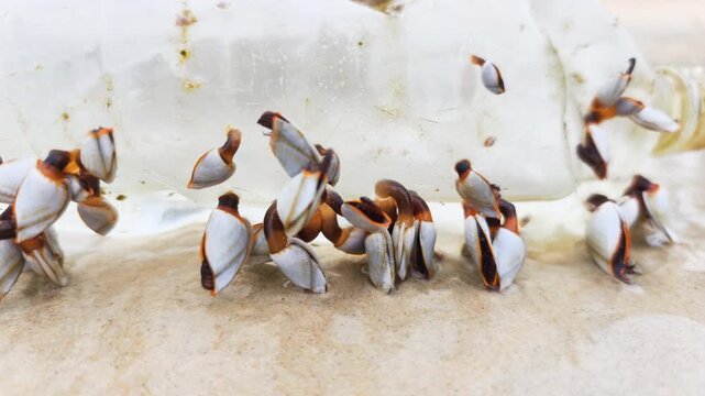 Remarkable Marine life adaptation is seen as goose barnacles colonize a plastic bottle. Unique Marine life adaptation shows how small sea creatures utilize ocean debris to survive on sandy beaches.