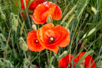 Obraz premium Bright poppy flowers bloom in a field during daylight hours with green grass and wheat surrounding them