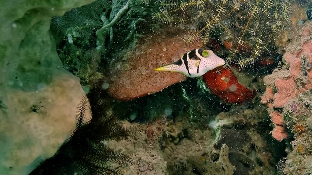 Canthigaster valentini displays its distinctive black saddle markings and yellow tail while searching for food among corals in the Banda Sea. 