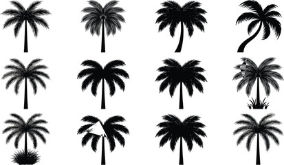 Fototapeta premium Set of Twelve Black Silhouette Tropical Palm Trees Different Styles Isolated on White Background Vector Collection