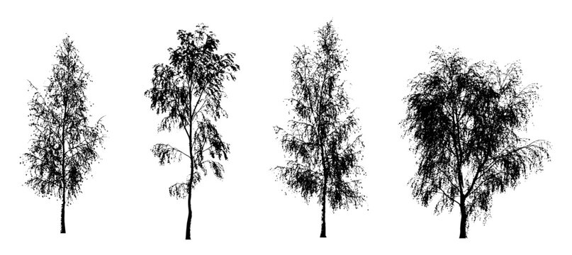 birch 4 elegant autumn silhouettes (birch tree, betula, deciduous tree) isolated premium vector image, black shapes