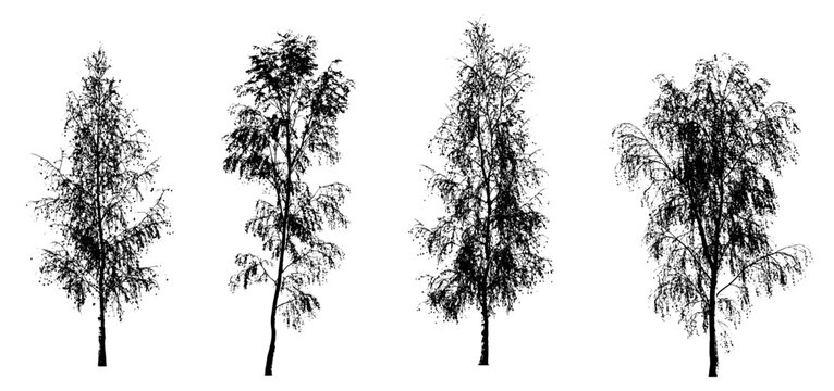 birch 4 elegant autumn silhouettes (birch tree, betula, deciduous tree) isolated premium vector image, black shapes