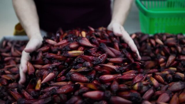 Florianopolis-SC-Brazil-06092026-Woman hands choosing pine nuts for sale in supermarket