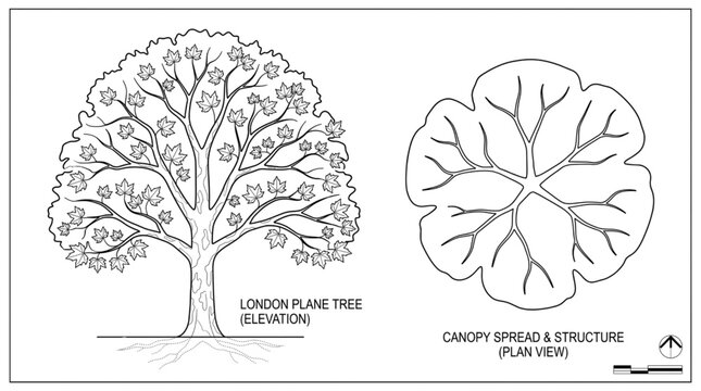 London Plane Tree Canopy and Full Tree Municipal Landscape Architecture Symbol Botanical Technical Vector Line Art