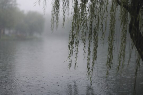 Weeping willow branches drooping over water on a grey, rainy day.