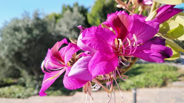 Close up of vivid magenta bauhinia orchid tree flowers with stamens and green leaves in antalya.