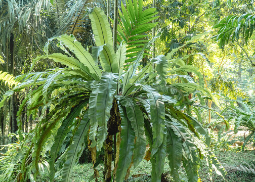 Bird's nest fern growing in a tropical garden with lush green fronds and natural vegetation under daylight conditions.
